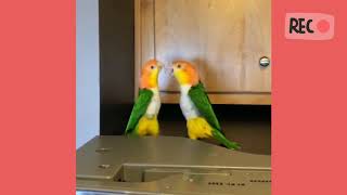 Caique parrots are little characters