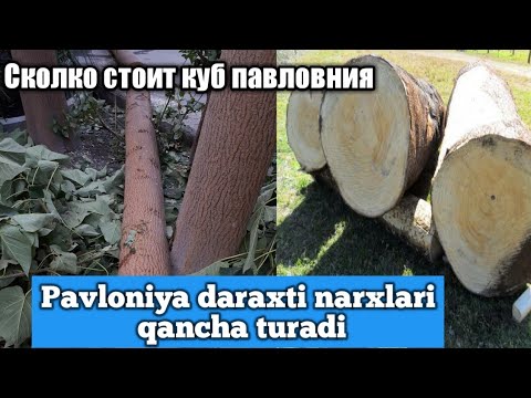 Video: Lola daraxti qancha turadi?