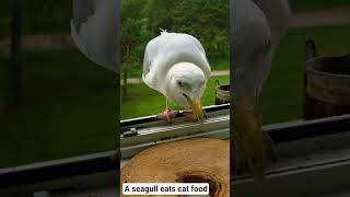 A seagull eats cat food #shorts #birds #seagull #birdswatching #birdslovers #birdstoday #birdsshorts