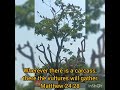 Matthew 24 28 Matthew 24 28