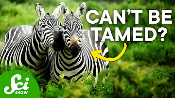 Why Don't Humans Ride Zebras?