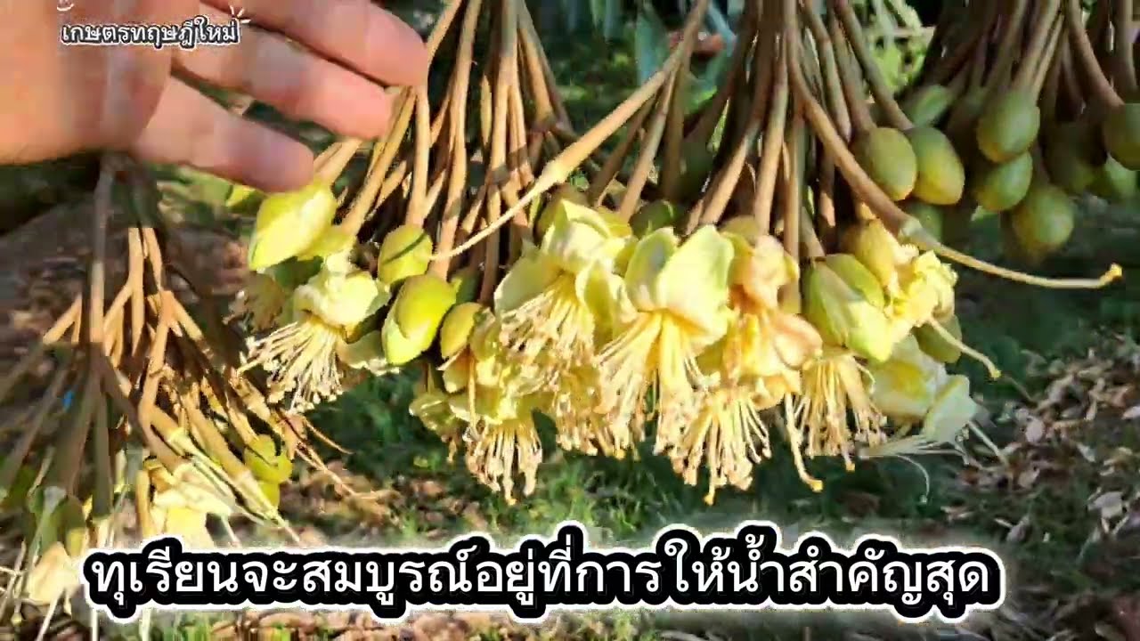 ทุเรียนจะสมบูรณ์ การให้น้ำ แต่ละช่วง แต่ละเวลา ต้องให้สม่ำเสมอ ดอกถึงจะสมบูรณ์