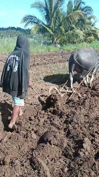mag araro muna tayo para taniman ng gulay. #buhayprobinsya #farming