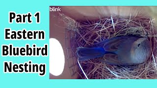 Part 1 : Eastern Bluebird Nesting #birdwatching #birding #nestboxcamera