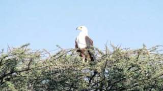 Kenya-LacBaringo.mpg