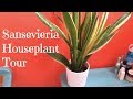 Sansevieria Houseplant Tour