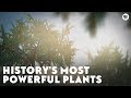 Historys most powerful plants