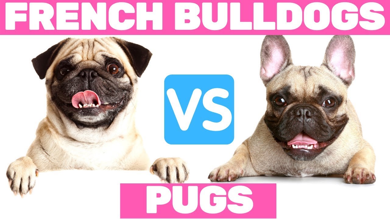 Pugs VS French Bulldogs - Funniest Moments - YouTube