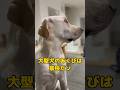 大型犬の睡眠時間は15時間らしい…いたずらしてるか寝てるかなラブラドールレトリバー #shorts #shortvideo #ラブラドールレトリバー