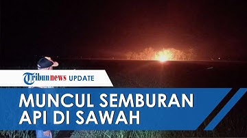 Muncul Semburan Api di Sawah Desa Sukaperna Indramayu, BPBD Beri Penjelasan