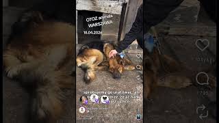#zwierzaki #viral #news #doda #schronisko #live OTOZ ANIMALS WARSZAWA