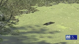 Possible algae bloom detected at Rubber Thread Pond in Easthampton