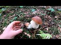 grzyby 2020 borowiki jesienne czy to ich koniec?. mushrooms  грибы fungi