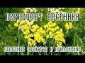 Первоцвет весенний: полезные свойства и применение