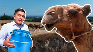 Верблюжье чудо-молоко от всех болезней. Пустынные лекари из Кыргызстана