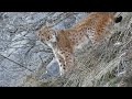 Lynx rencontre incroyable  paysdenhaut vaud suisseswiss  lynx amazing encounter vido courte