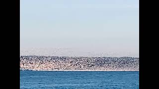 Migrating Seagulls at The Haldeman Estate