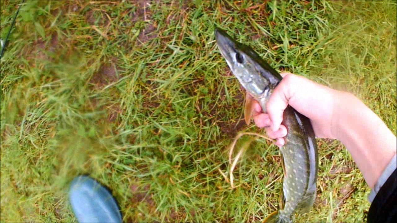 Peche Au Brochet Au Vif Au Bouchon En Etang