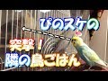 セキセイインコ(ぴの)がオカメインコ(はな)のケージに訪問しごはんを食べます　pinohana