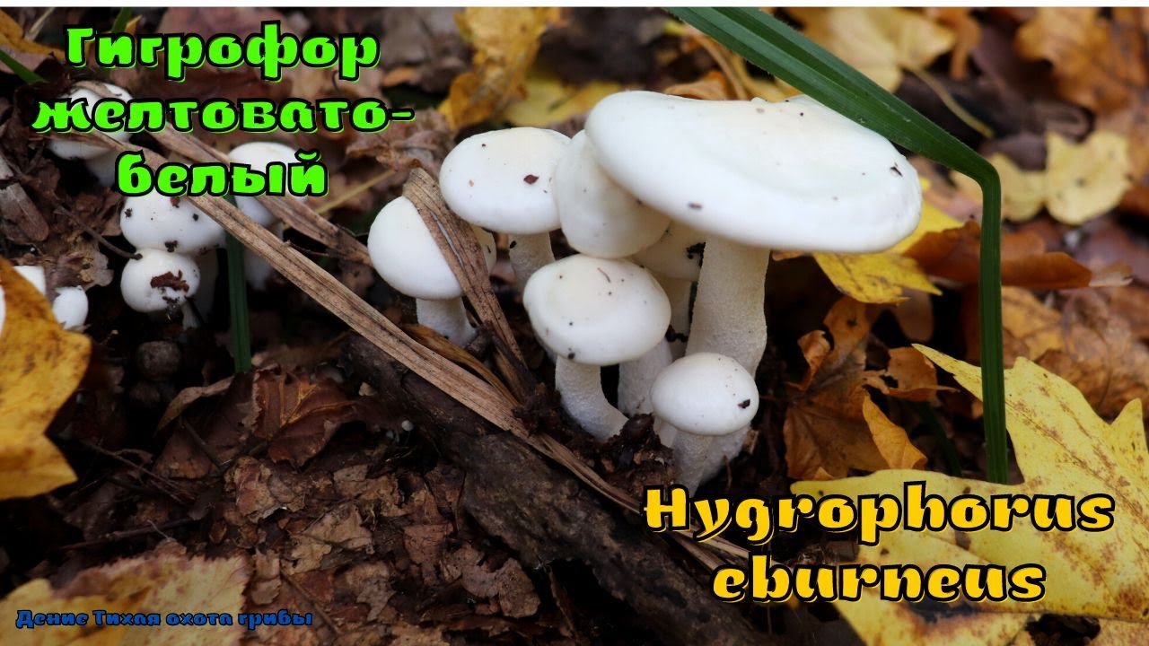 Гигрофор желтовато белый - гриб с нейропротекторным действием | Hygrophorus eburneus
