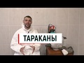 Тараканы в квартире или доме ➤ Как ИЗБАВИТЬСЯ от тараканов? ☠ Лучшее средство от тараканов