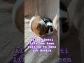 I been waiting on you #fypシ #cute #fy #guineapighome #guineapig #monica #dotti #daughter #viral