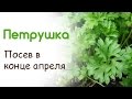 Как посеять петрушку весной в конце апреля