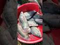 ৪ মাসে ৫ লক্ষ্য টাকা লাভ | মাছের পোনা বিক্রয় | #farming #fishing #fish #shorts #ytshorts