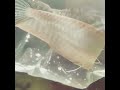 Silver arowana baby