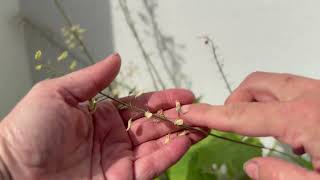 How to harvest Stoloniferous foamflower (Tiarella stolonifera) seeds