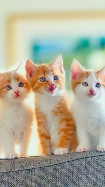 Communicating with your kitten In the wild adult big cats rarely communicate by 
