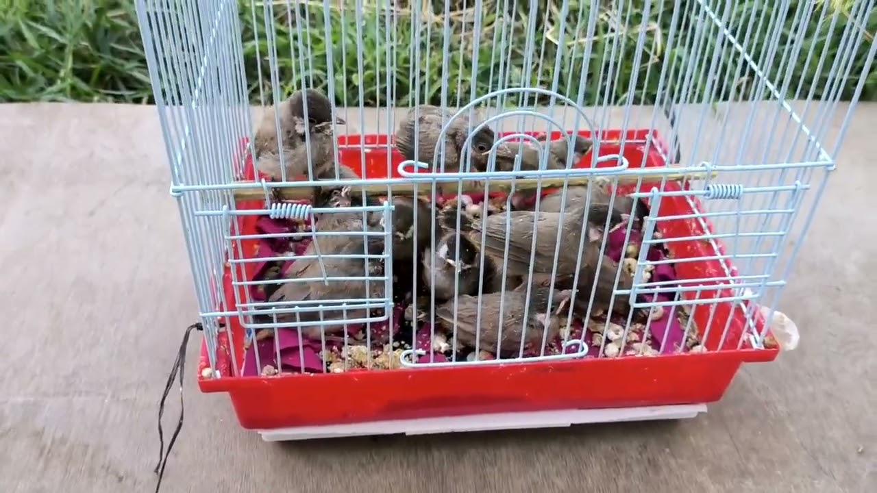 خطه الى افراخ البلابل