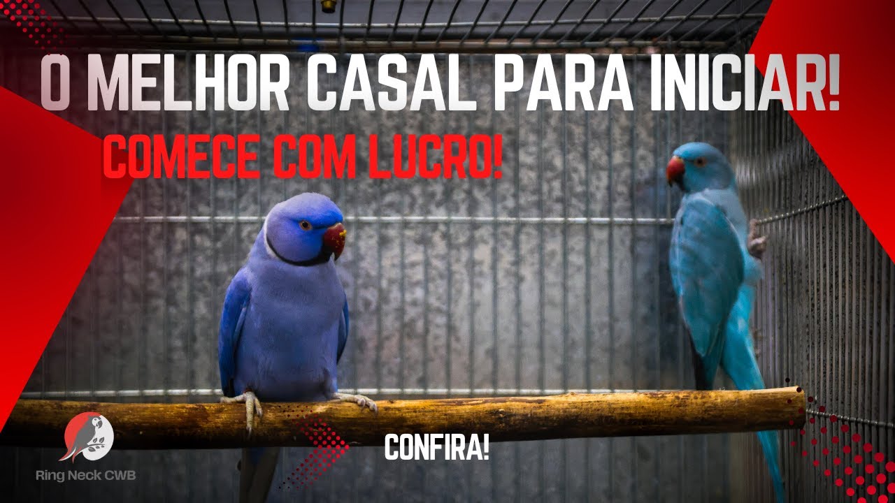 O CASAL PERFEITO PARA COMEÇAR A CRIAR RING NECKS (EVITE ERROS!