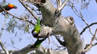 Some of Australia's Stunning Parrots in UHD
