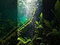 Submerged Rainforest: An Underwater Journey , The Silent World: Deep Inside a Flooded Jungle ASMR