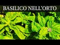 Basilico nell' Orto Come Coltivare e Potare