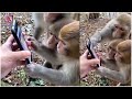 Monkeys scrolling through a smartphone | 3 Min News