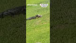 Baby Alligator Drags Possum Into Watery Grave 🐊 #nature