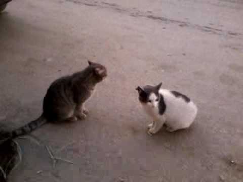Les Chats Qui S Enervent Youtube Les Chats Qui S Enervent Youtube
