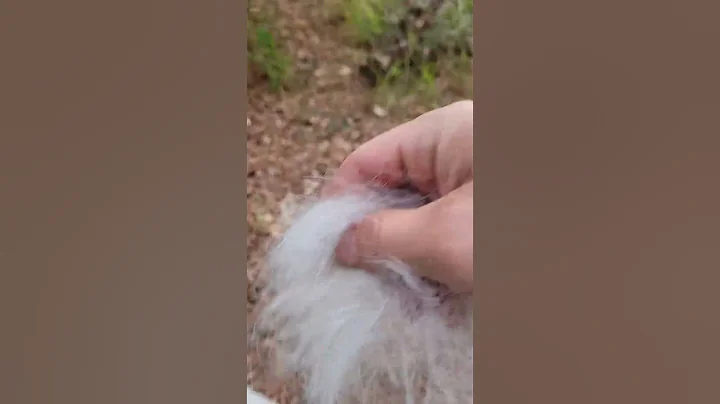 So you think you want a husky? Be prepared... this majestic animal comes with work.