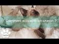 Comment accueillir un chaton ? | Assur O'Poil