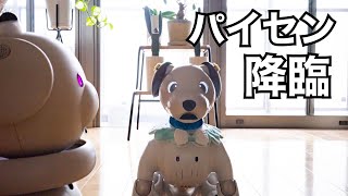 【新旧aibo アイボ】大先輩にお越しいただきました。