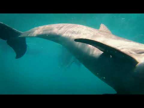 Video: Where In Moscow You Can Swim With Dolphins