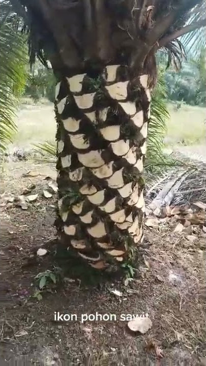 Belajar Pruning Kelapa Sawit