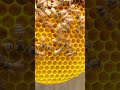 Golden honeycomb #bees #honeybee #honeycomb #honey #wildbees #beewax #beehive #short