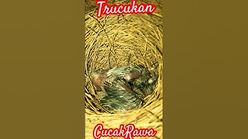 Ternak Cucak Rawa di Babuan Trucukan..? #cucakrowo #cucakrawa #trucukan #trucuk #cucak #ternakburung