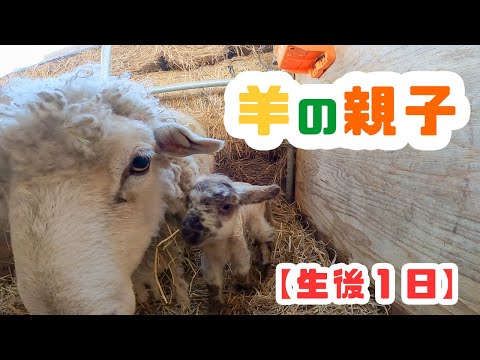 羊のママ hqdefault.jpg