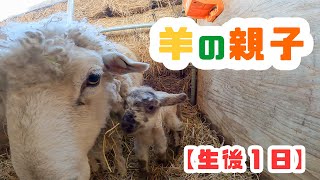 羊のママ Ewvd29bVEAIY0fo.jpg:large