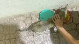 Catfilm Season 3 Episode 1