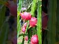 Grow dragon fruit #dragonfrut #shortsfeeds #gardening